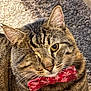 cat, tabby, bow_tie, red, snowflake_pattern, pet, feline, whiskers, close_up, portrait, indoor, carpet, striped, cute, animal, fur, ears, eyes, nose, domestic
