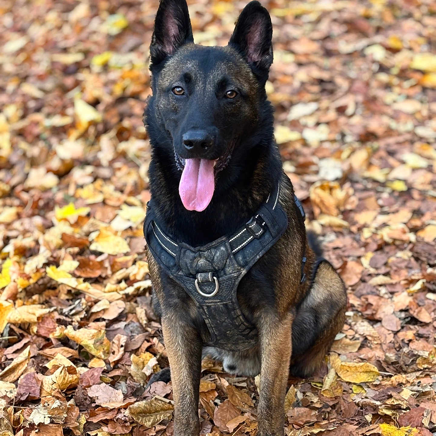 Umpact is registered to the contest to win money with this photo: alert, animal, autumn, belgian_malinois, black, brown, canine, dog, fall, forest_floor, fur, happy, harness, leaves, nature, outdoor, pet, portrait, sitting, tongue_out