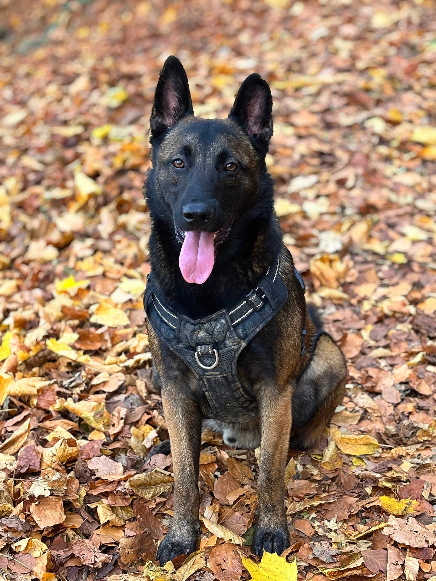 Umpact is registered to the contest to win money with this photo: dog, belgian_malinois, autumn, leaves, outdoor, nature, pet, animal, canine, harness, sitting, tongue_out, portrait, fall, brown, black, fur, alert, happy, forest_floor
