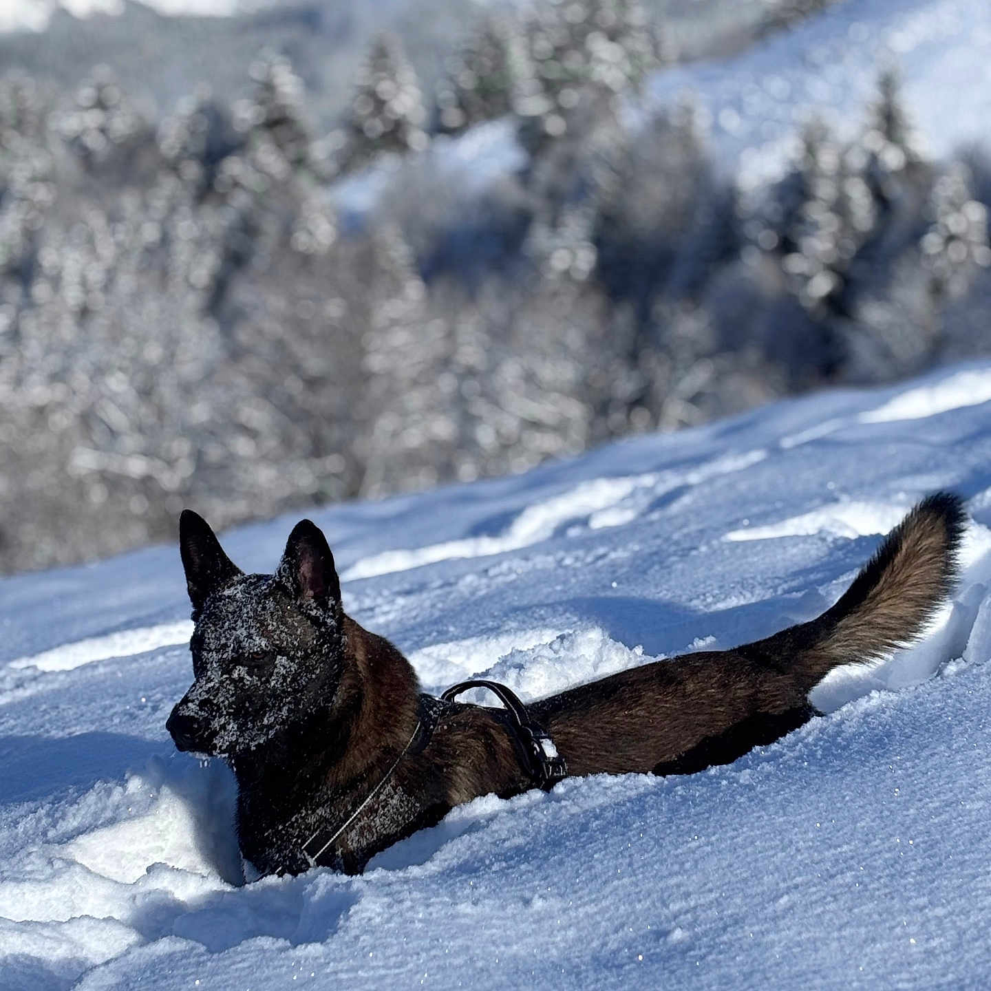 Umpact participe au concours pour gagner de l'argent avec cette photo : animal, canine, coyote, dog, fir, fox, germanshepherd, husky, ice, mountain, nature, outdoors, pet, piste, plant, policedog, snow, sport, tree, winter