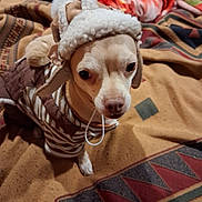 Able joined the competition — help win amazing prizes! dog, chihuahua, pet, winter_hat, coat, blanket, indoor, small_dog, costume, close_up, portrait, eyes, nose, paw, fabric, patterned_blanket, cozy, cute, looking_up, elastic_loop