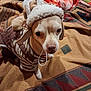 dog, chihuahua, pet, winter_hat, coat, blanket, indoor, small_dog, costume, close_up, portrait, eyes, nose, paw, fabric, patterned_blanket, cozy, cute, looking_up, elastic_loop