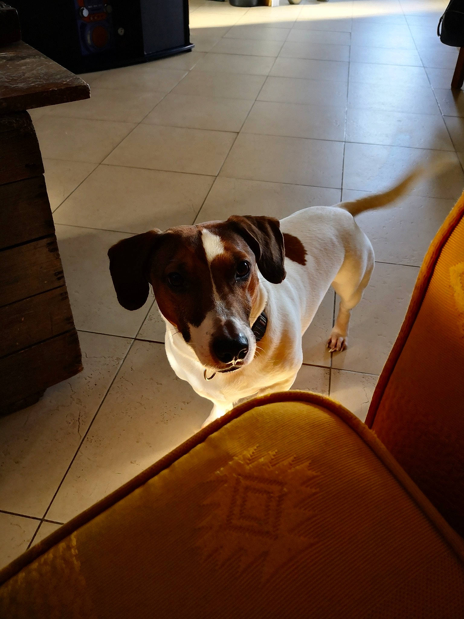 Yako a rejoint le concours — aidez-le/la à gagner de superbes lots ! american_foxhound, brazilian_terrier, canidae, carnivore, companion_dog, danish_swedish_farmdog, dog, dog_breed, floor, flooring, mammal, pointer, rat_terrier, ratonero_bodeguero_andaluz, russell_terrier, smooth_fox_terrier, snout, sporting_group, tile, vertebrate