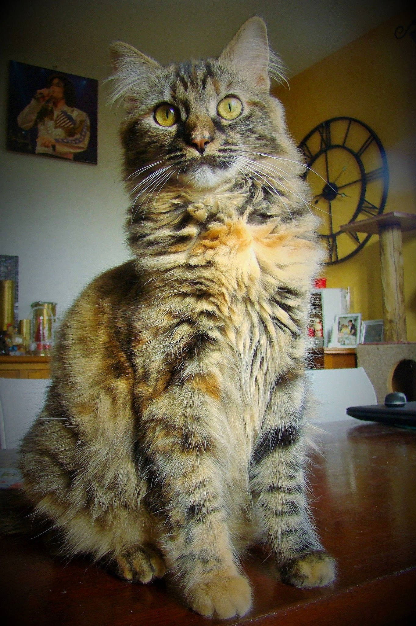 Rockette participe au concours pour gagner de l'argent avec cette photo : carnivore, cat, domestic_short_haired_cat, felidae, flooring, fur, paw, picture_frame, room, shelf, shelving, sitting, small_to_medium_sized_cats, snout, table, tail, whiskers