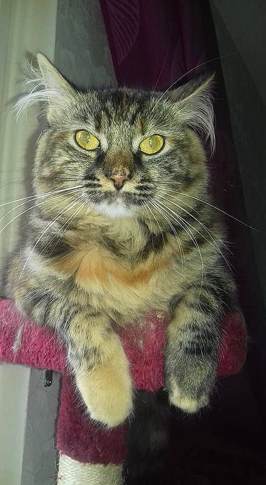 Rockette participe au concours pour gagner de l'argent avec cette photo : art, carnivore, cat, claw, domestic_short_haired_cat, fawn, felidae, fur, pattern, paw, photo_caption, rectangle, small_to_medium_sized_cats, snout, tail, terrestrial_animal, whiskers, window