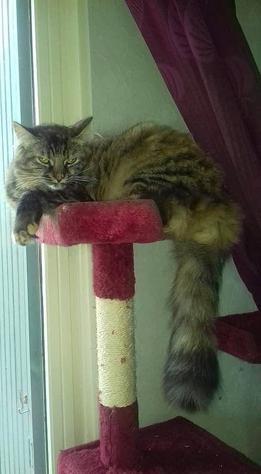 Rockette a rejoint le concours — aidez-le/la à gagner de superbes lots ! carnivore, cat, cat_furniture, cat_supply, claw, domestic_short_haired_cat, fawn, felidae, fur, mammal, small_to_medium_sized_cats, tail, vertebrate, whiskers, wood