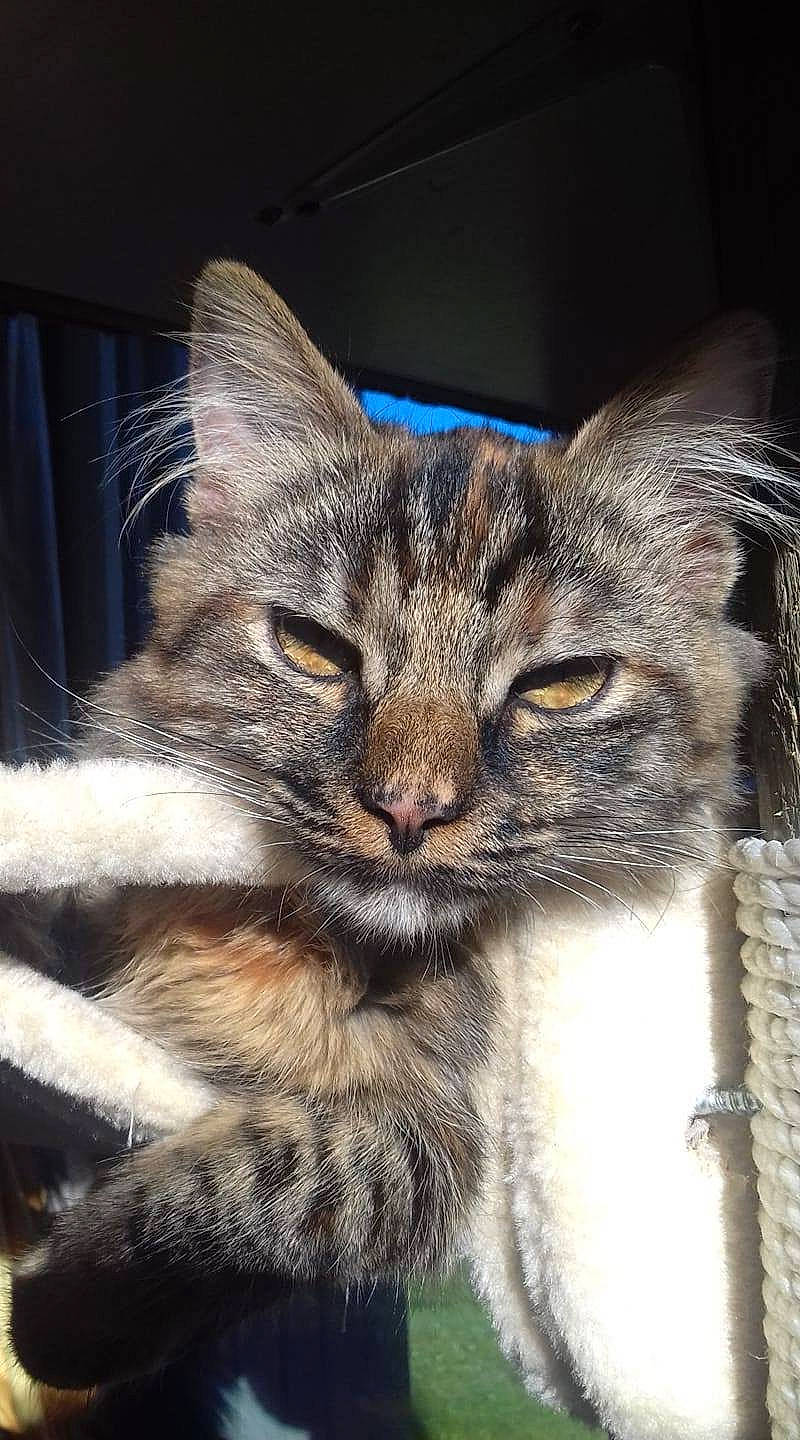 Rockette participe au concours pour gagner de l'argent avec cette photo : carnivore, cat, domestic_short_haired_cat, ear, eye, felidae, fur, head, iris, photo_caption, plant, small_to_medium_sized_cats, snout, terrestrial_animal, tree, whiskers, wildlife