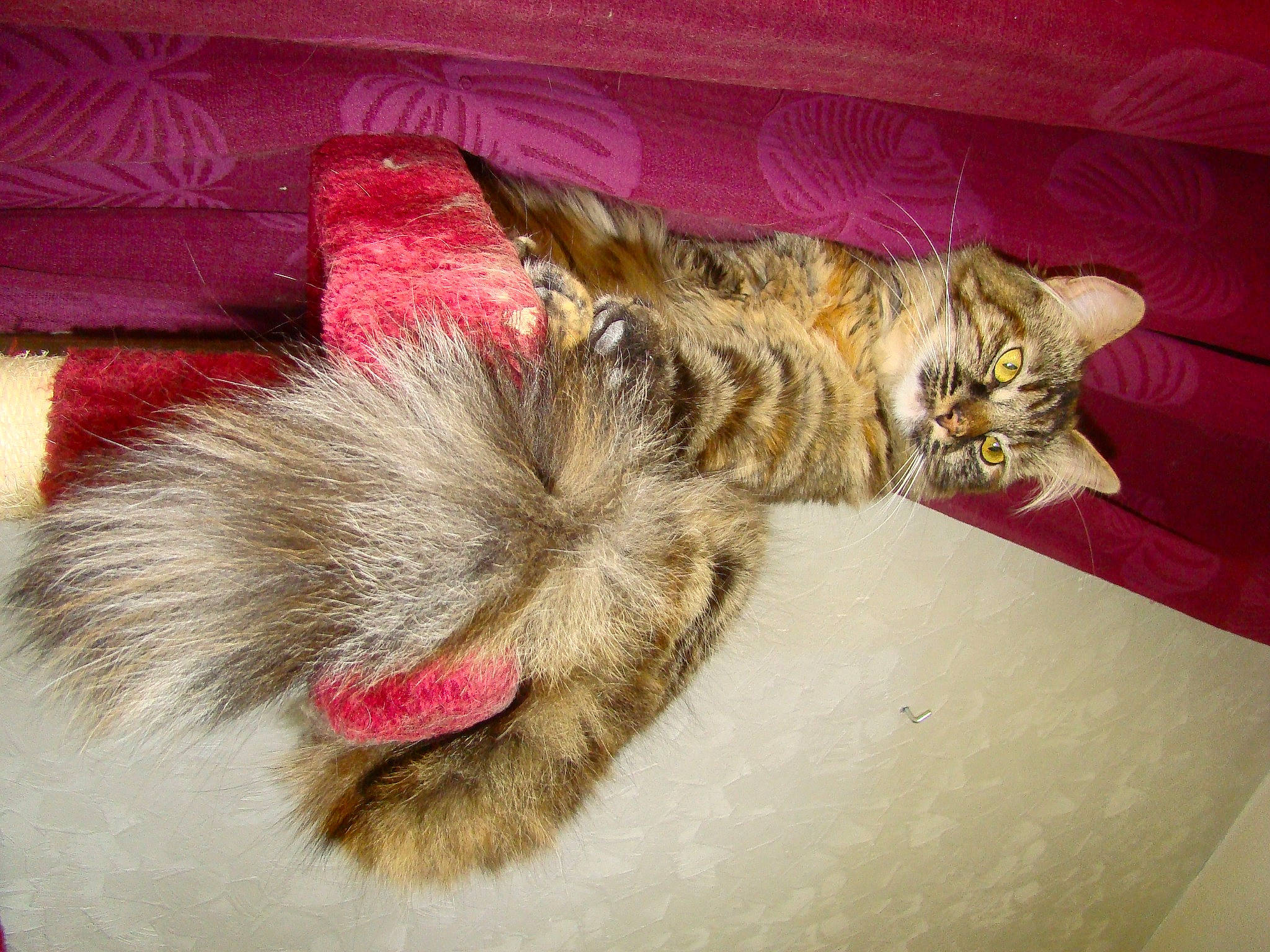 Rockette a rejoint le concours — aidez-le/la à gagner de superbes lots ! carnivore, cat, cat_toy, claw, comfort, domestic_short_haired_cat, eye, fawn, felidae, foot, fur, nap, paw, rodent, sleep, small_to_medium_sized_cats, snout, tail, whiskers