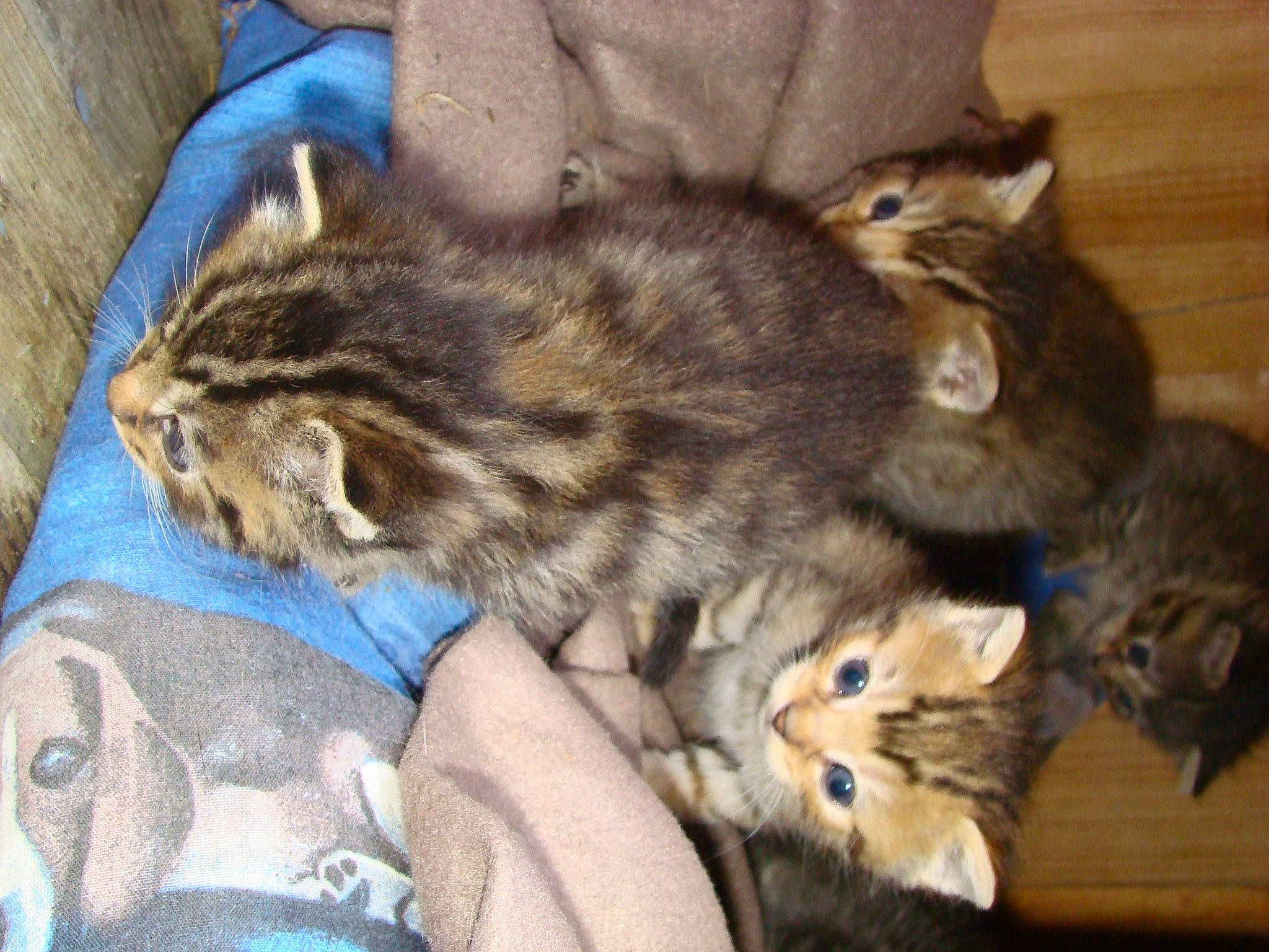 Sweety Et Scooby participe au concours pour gagner de l'argent avec cette photo : carnivore, cat, claw, comfort, domestic_short_haired_cat, fawn, felidae, fur, paw, small_to_medium_sized_cats, tail, whiskers