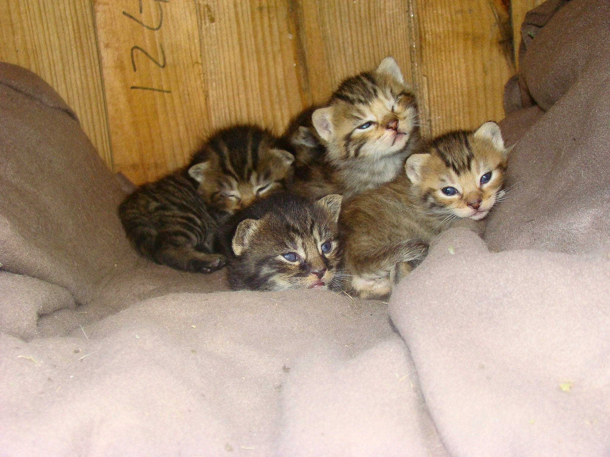 Sweety Et Scooby participe au concours pour gagner de l'argent avec cette photo : carnivore, cat, comfort, domestic_short_haired_cat, fawn, felidae, fur, small_to_medium_sized_cats, tail, terrestrial_animal, whiskers, wood