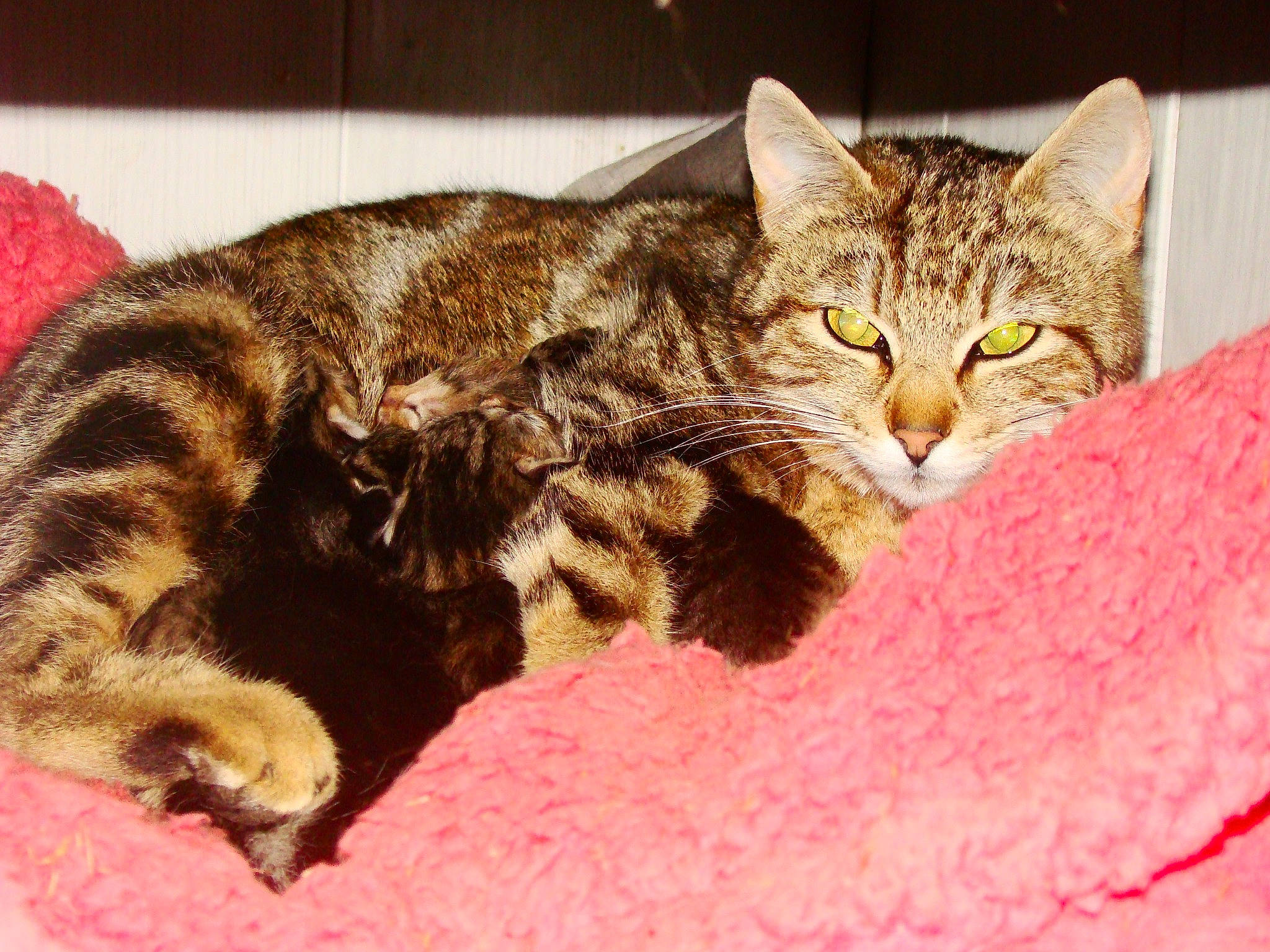 Sweety Et Scooby a rejoint le concours — aidez-le/la à gagner de superbes lots ! carnivore, cat, cat_bed, cat_supply, claw, comfort, domestic_short_haired_cat, felidae, fur, nap, paw, small_to_medium_sized_cats, snout, tail, terrestrial_animal, whiskers