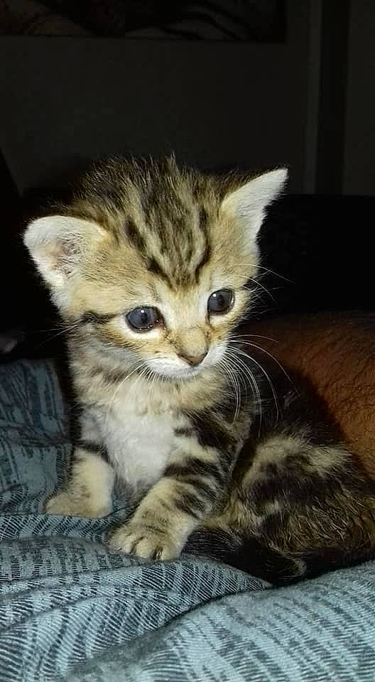 Rasta participe au concours pour gagner de l'argent avec cette photo : american_shorthair, american_wirehair, asian, australian_mist, carnivore, cat, claw, domestic_short_haired_cat, dragon_li, egyptian_mau, european_shorthair, felidae, kitten, mammal, pixie_bob, rusty_spotted_cat, small_to_medium_sized_cats, tabby_cat, vertebrate, whiskers