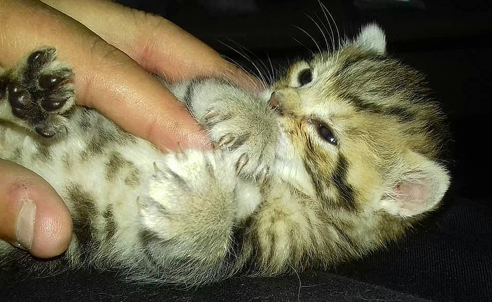 Rasta a rejoint le concours — aidez-le/la à gagner de superbes lots ! american_curl, american_shorthair, carnivore, cat, claw, domestic_long_haired_cat, dragon_li, egyptian_mau, european_shorthair, felidae, fur, kitten, norwegian_forest_cat, paw, polydactyl_cat, small_to_medium_sized_cats, tabby_cat, whiskers