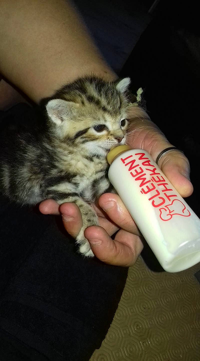 Rasta a rejoint le concours — aidez-le/la à gagner de superbes lots ! american_shorthair, asian, carnivore, cat, domestic_short_haired_cat, european_shorthair, felidae, hand, kitten, nail, pixie_bob, polydactyl_cat, small_to_medium_sized_cats, tabby_cat, whiskers