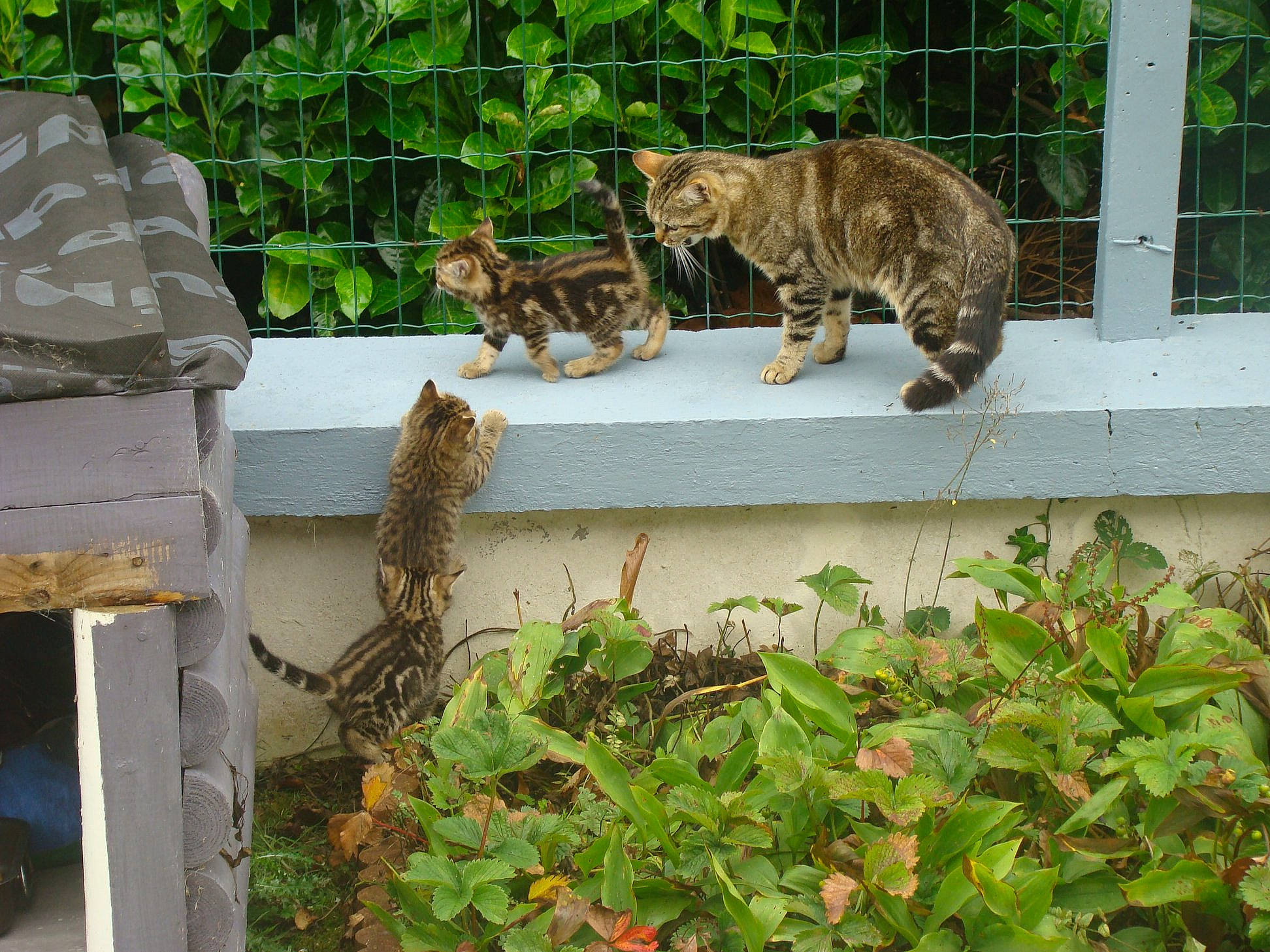 Rasta a rejoint le concours — aidez-le/la à gagner de superbes lots ! adaptation, bengal, carnivore, cat, domestic_short_haired_cat, european_shorthair, felidae, ocicat, plant, rusty_spotted_cat, small_to_medium_sized_cats, tabby_cat, tail, terrestrial_animal, whiskers, wild_cat