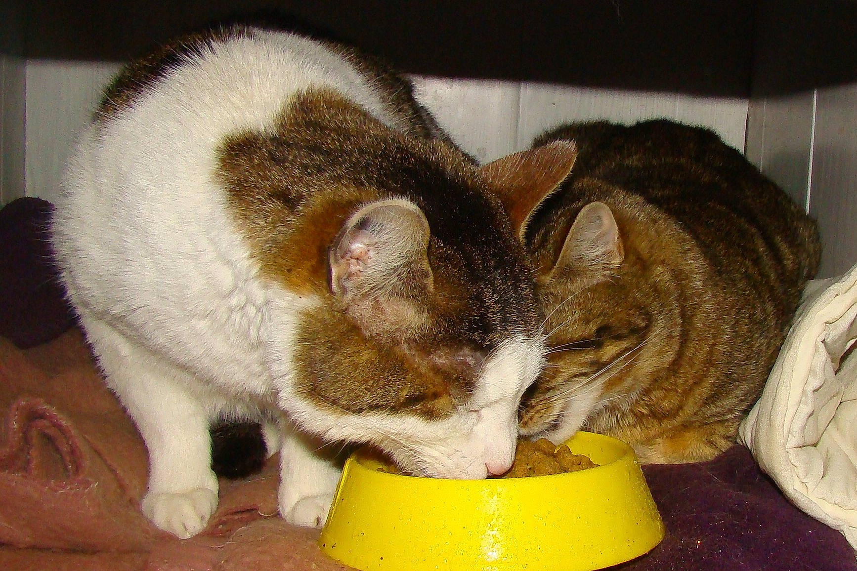 Nonome a rejoint le concours — aidez-le/la à gagner de superbes lots ! carnivore, cat, cat_supply, domestic_short_haired_cat, european_shorthair, felidae, fur, mammal, small_to_medium_sized_cats, whiskers