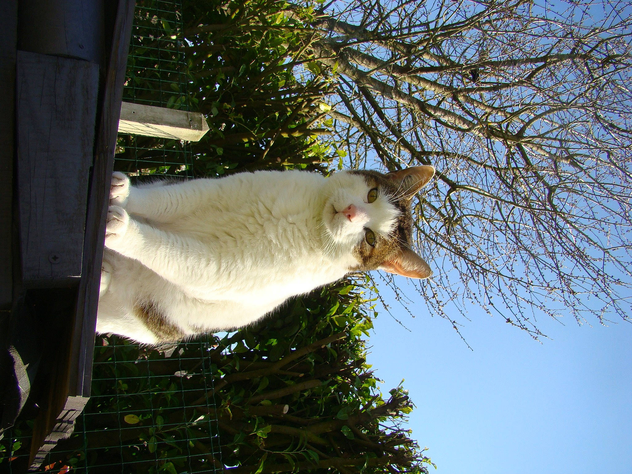 Nonome a rejoint le concours — aidez-le/la à gagner de superbes lots ! cat, felidae, fur, small_to_medium_sized_cats, tail, tree, turkish_van, whiskers