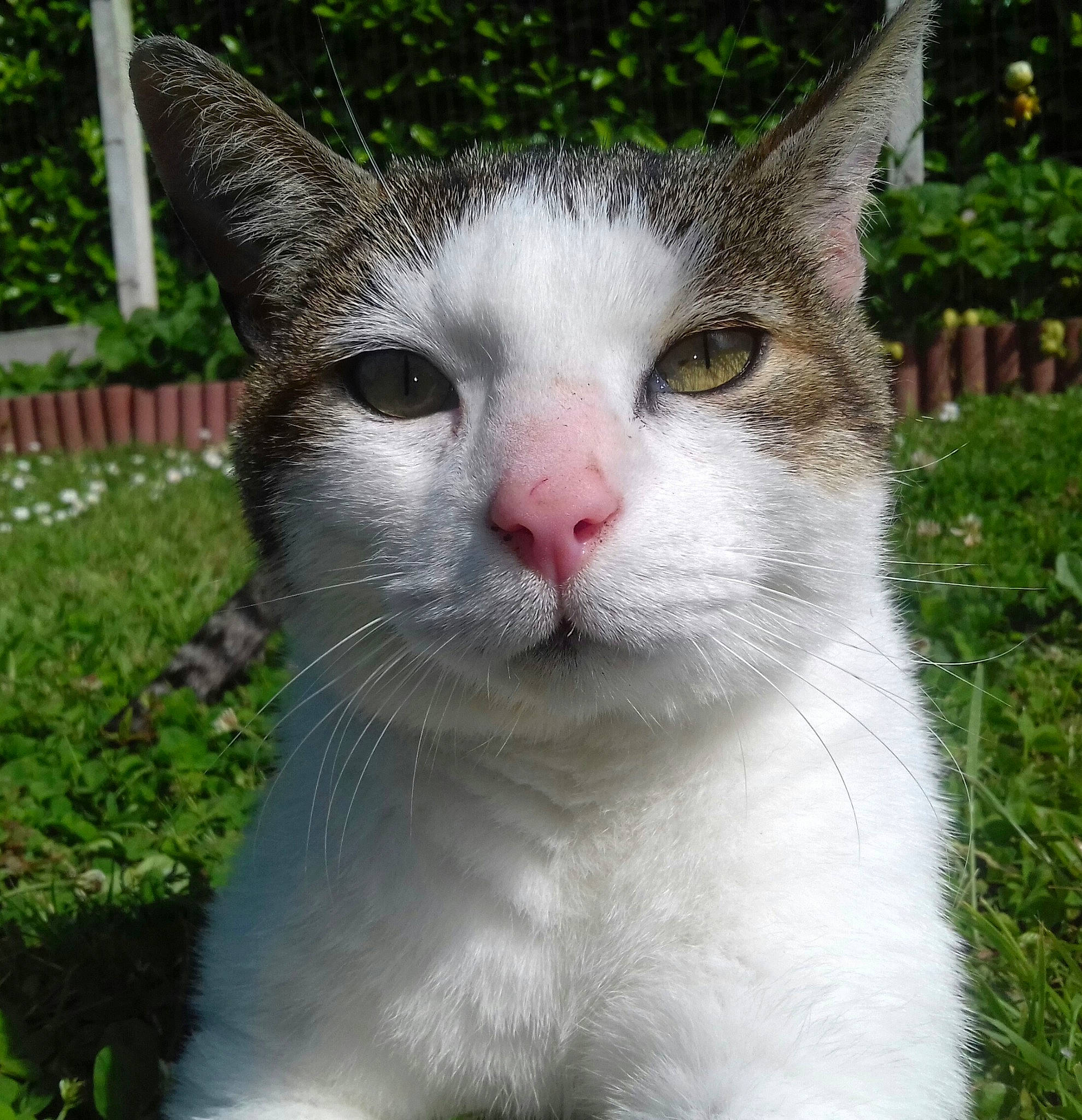 Nonome participe au concours pour gagner de l'argent avec cette photo : aegean_cat, american_wirehair, carnivore, cat, domestic_short_haired_cat, european_shorthair, eye, felidae, grass, japanese_bobtail, mammal, nose, plant, small_to_medium_sized_cats, snout, turkish_van, whiskers