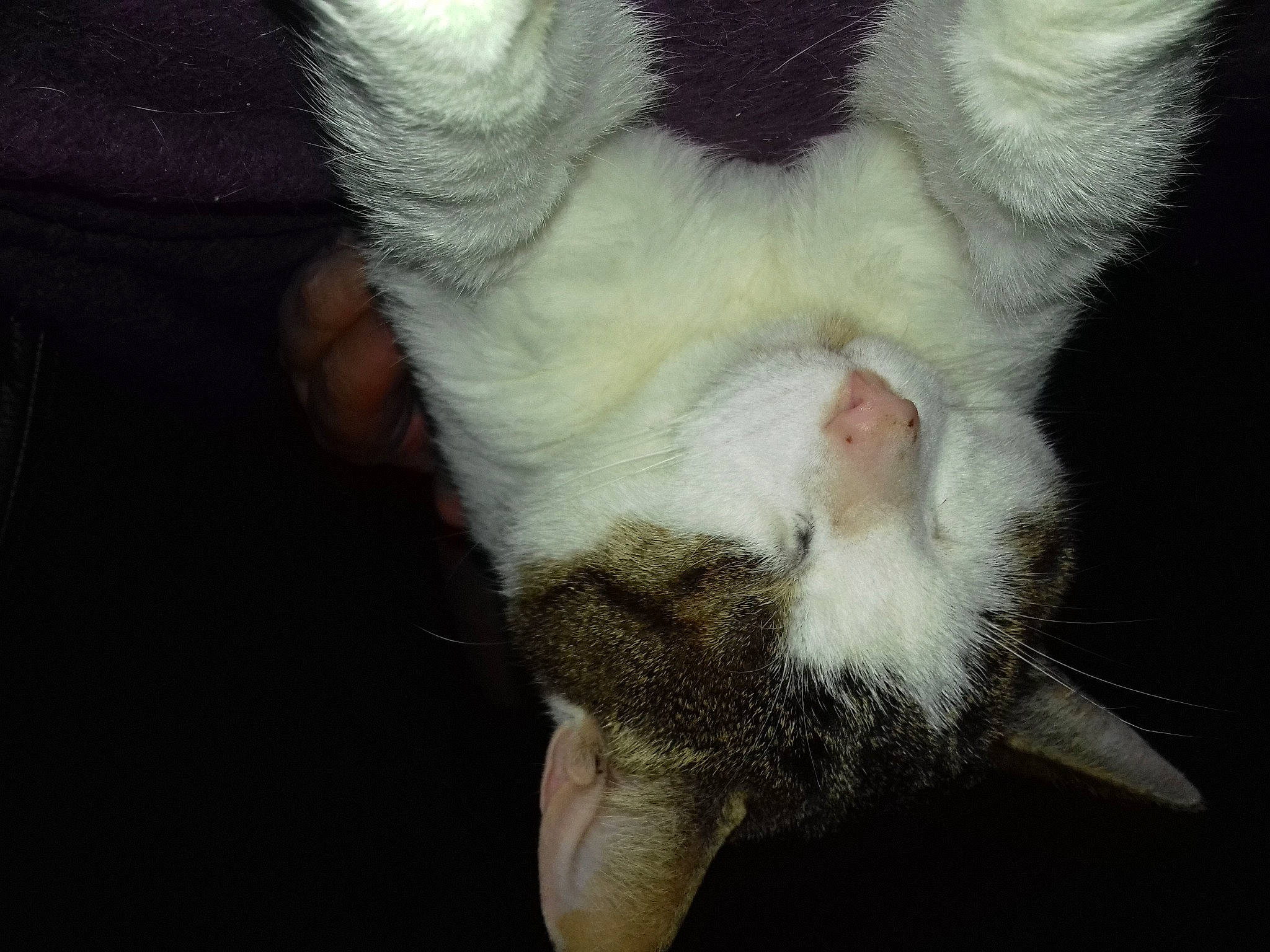 Nonome participe au concours pour gagner de l'argent avec cette photo : cat, claw, ear, eye, fawn, felidae, fur, hand, leg, nose, paw, polydactyl_cat, small_to_medium_sized_cats, snout, tail, whiskers