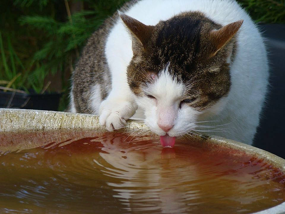 Nonome participe au concours pour gagner de l'argent avec cette photo : aegean_cat, american_wirehair, carnivore, cat, domestic_short_haired_cat, european_shorthair, felidae, small_to_medium_sized_cats, tail, turkish_van, whiskers