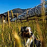 dog, mountain_dog, animal, pet, outdoor, meadow, grass, wildflowers, alps, mountains, blue_sky, sunlight, village, chalet, glass_walkway, hiking, adventure, harness, portrait, nature