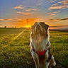 dog, border_collie, fluffy, long_hair, sitting, harness, red_harness, outdoor, field, grass, sunset, sunrise, golden_hour, dramatic_lighting, lens_flare, sky, clouds, rural, power_lines, portrait