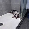 dog, puppy, australian_shepherd, fluffy, black_and_white, brown, lying_down, face, eyes, nose, paws, fur, bathroom, shower, tiles, glass_door, drain, pet, indoor, portrait