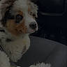 puppy, dog, pet, animal, fluffy, fur, brown_and_white, face, eyes, nose, portrait, sitting, car, interior, steering_wheel, car_seat, harness, seatbelt, co_pilot, close_up