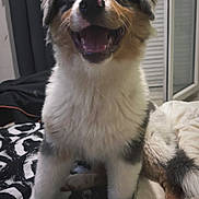 Aslo a rejoint le concours — aidez-le/la à gagner de superbes lots ! puppy, dog, australian_shepherd, fluffy, tricolor, happy, smiling, open_mouth, sitting, bed, bedroom, blanket, stuffed_animal, pet, portrait, indoor, cute, fur, blue_eyes, playful