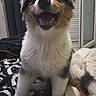 puppy, dog, australian_shepherd, fluffy, tricolor, happy, smiling, open_mouth, sitting, bed, bedroom, blanket, stuffed_animal, pet, portrait, indoor, cute, fur, blue_eyes, playful