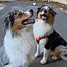 dogs, canine, australian_shepherd, tri_color, fluffy, long_hair, sitting, smiling, open_mouth, panting, happy, friendly, pet, harness, orange_harness, outdoor, street, residential, trees, portrait