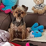Lascare a rejoint le concours — aidez-le/la à gagner de superbes lots ! carnivoran, companion_dog, dog, dog_breed, dog_clothes, dog_like_mammal, plush, puppy, puppy_love, snout, stuffed_toy
