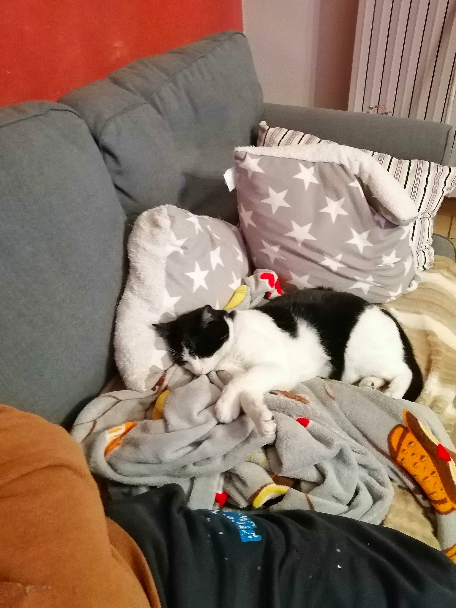 Lutin participe au concours pour gagner de l'argent avec cette photo : canidae, carnivore, cat, cavalier_king_charles_spaniel, comfort, dog, dog_breed, felidae, nap, small_to_medium_sized_cats, sporting_group