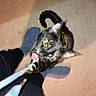 Stardust is registered to the contest to win money with this photo: cat, tortoiseshell, playful, yellow_eyes, person, black_pants, blue_socks, shoelace, carpet, indoor, pet, animal, cute, tugging, close_up, floor, domestic_animal, whiskers, claws, playtime