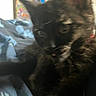 Stardust is registered to the contest to win money with this photo: cat, tortoiseshell, pet, animal, indoor, blanket, blue, furniture, closeup, furry, whiskers, ears, face, sleepy, resting, soft, domestic, cozy, blurred, background