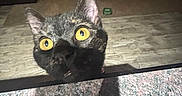 Stardust is registered to the contest to win money with this photo: cat, yellow_eyes, granite_countertop, indoor, living_room, shadow, curious, pet, feline, close_up, floor, furniture, lamp, carpet, table, cozy, dark, curiosity, animal, domestic