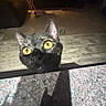 cat, yellow_eyes, granite_countertop, indoor, living_room, shadow, curious, pet, feline, close_up, floor, furniture, lamp, carpet, table, cozy, dark, curiosity, animal, domestic