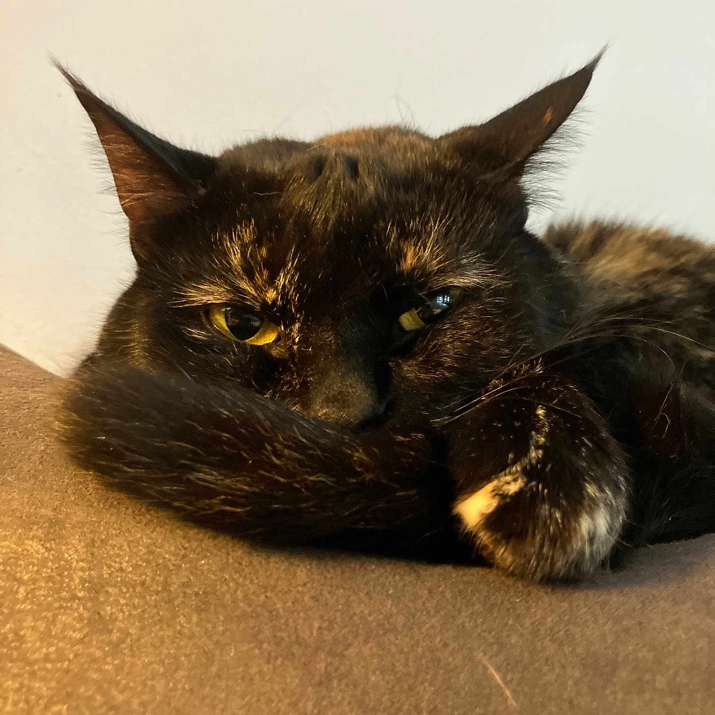 Stardust joined the competition — help win amazing prizes! cat, tortoiseshell, close_up, resting, sleepy, tail, fur, whiskers, yellow_eyes, indoor, cozy, animal, pet, portrait, face, brown_surface, relaxed, cute, feline, ears
