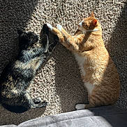 Stardust is registered to the contest to win money with this photo: cat, cats, black_cat, orange_cat, carpet, sunlight, sunbeam, paw_touch, indoor, pet, animal, feline, resting, sleeping, cozy, shadow, fur, cute, companion, relaxation