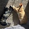 cat, cats, black_cat, orange_cat, carpet, sunlight, sunbeam, paw_touch, indoor, pet, animal, feline, resting, sleeping, cozy, shadow, fur, cute, companion, relaxation