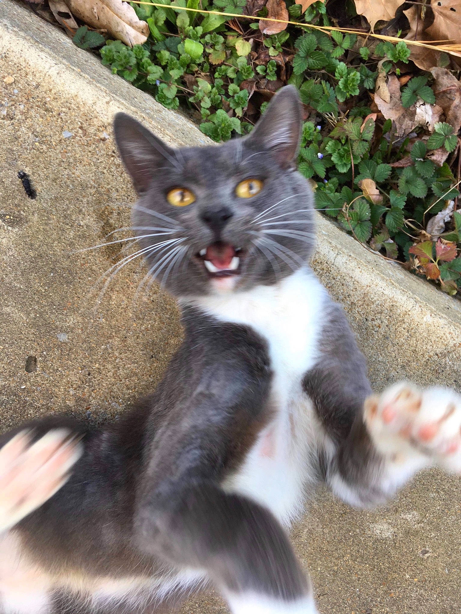 Sox joined the competition — help win amazing prizes! aegean_cat, carnivore, cat, domestic_short_haired_cat, european_shorthair, eye, felidae, kitten, mammal, organism, polydactyl_cat, small_to_medium_sized_cats, snout, tail, tree, whiskers, wildlife