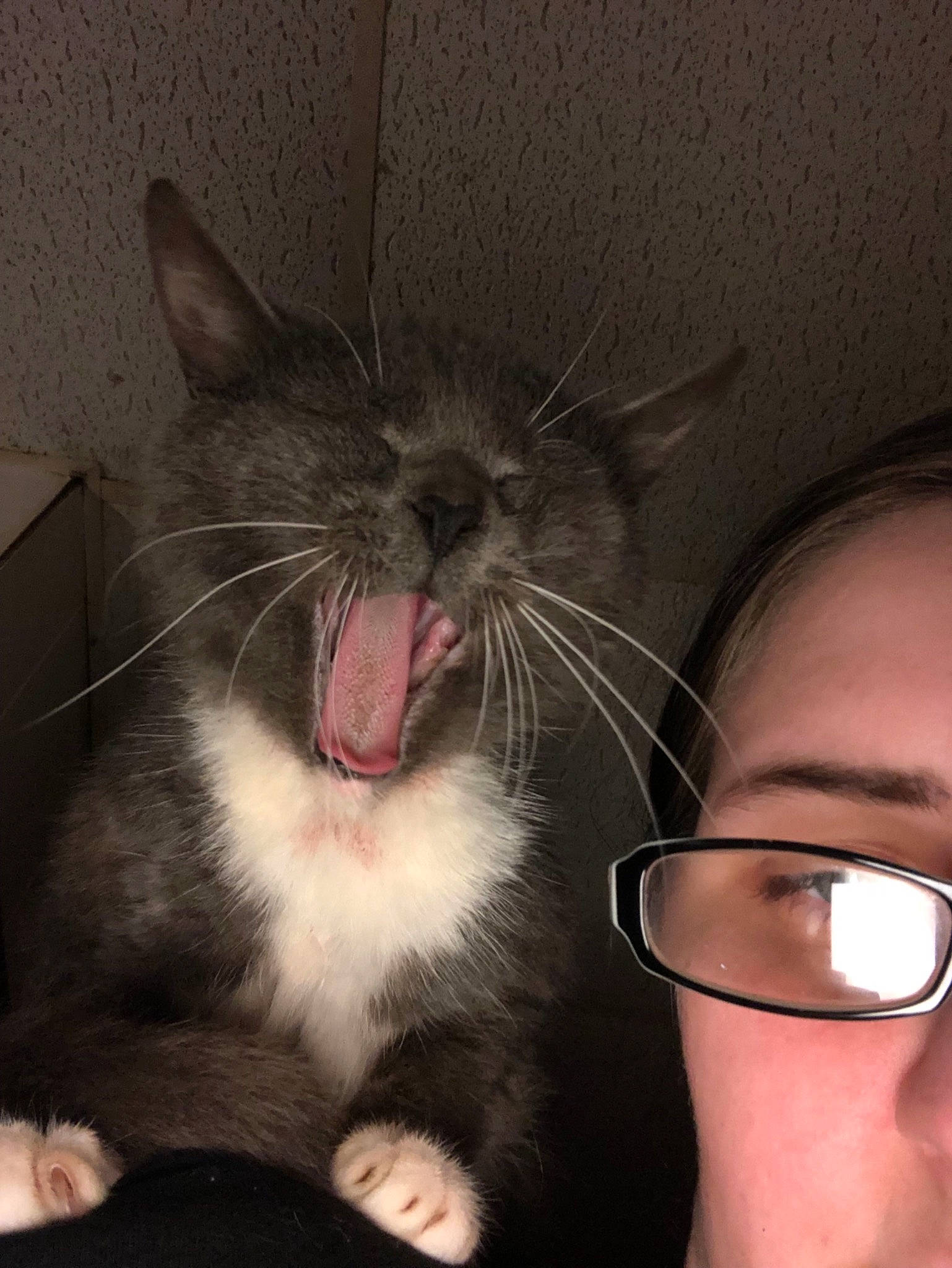 Sox is registered to the contest to win money with this photo: carnivore, cat, ear, eye, facial_expression, facial_hair, fang, felidae, head, leg, mouth, nose, organ, small_to_medium_sized_cats, smile, snout, tongue, tooth, whiskers, yawn