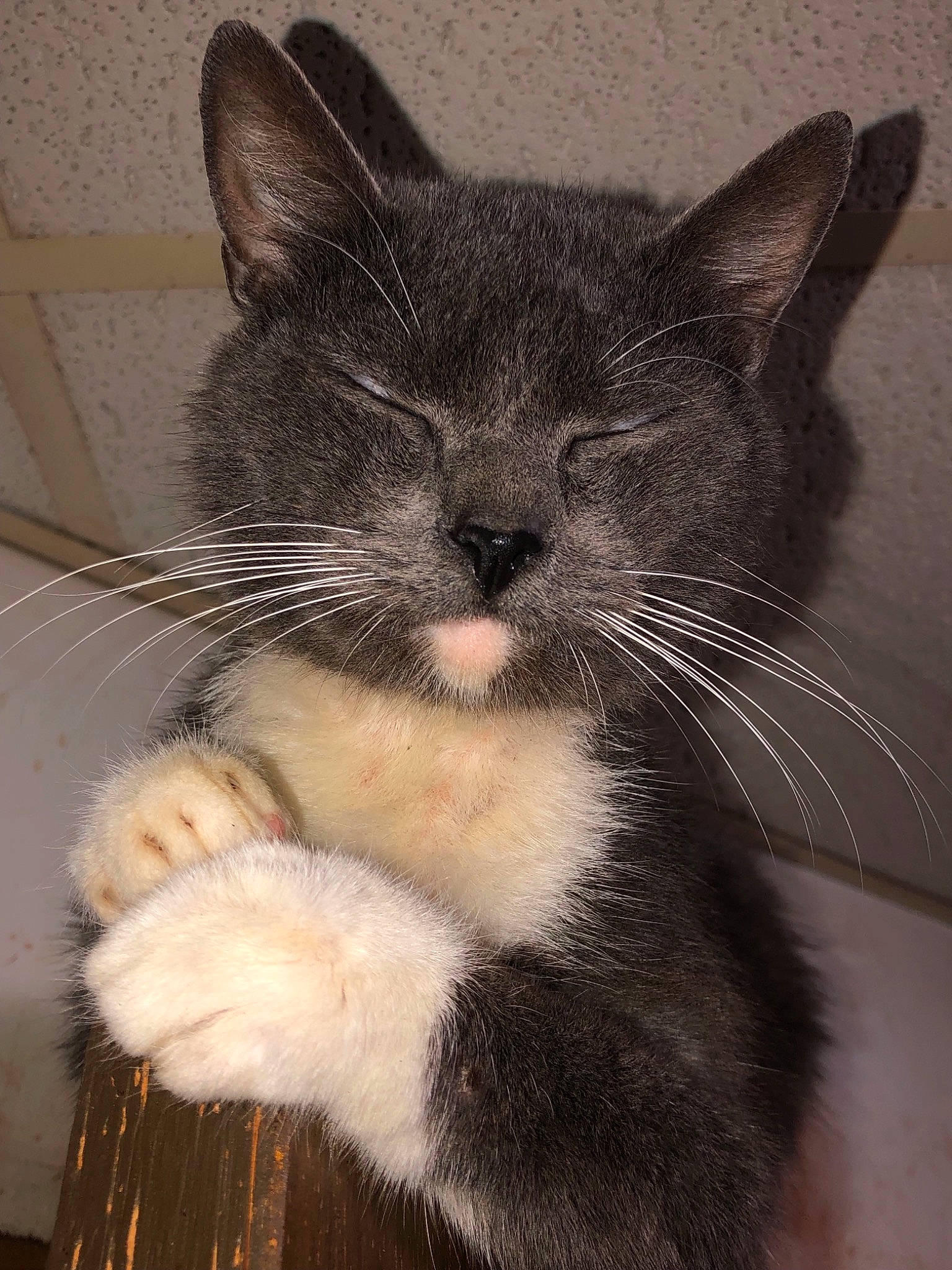 Sox joined the competition — help win amazing prizes! asian, carnivore, cat, claw, domestic_short_haired_cat, felidae, fur, kitten, mammal, ojos_azules, paw, polydactyl_cat, small_to_medium_sized_cats, snout, whiskers