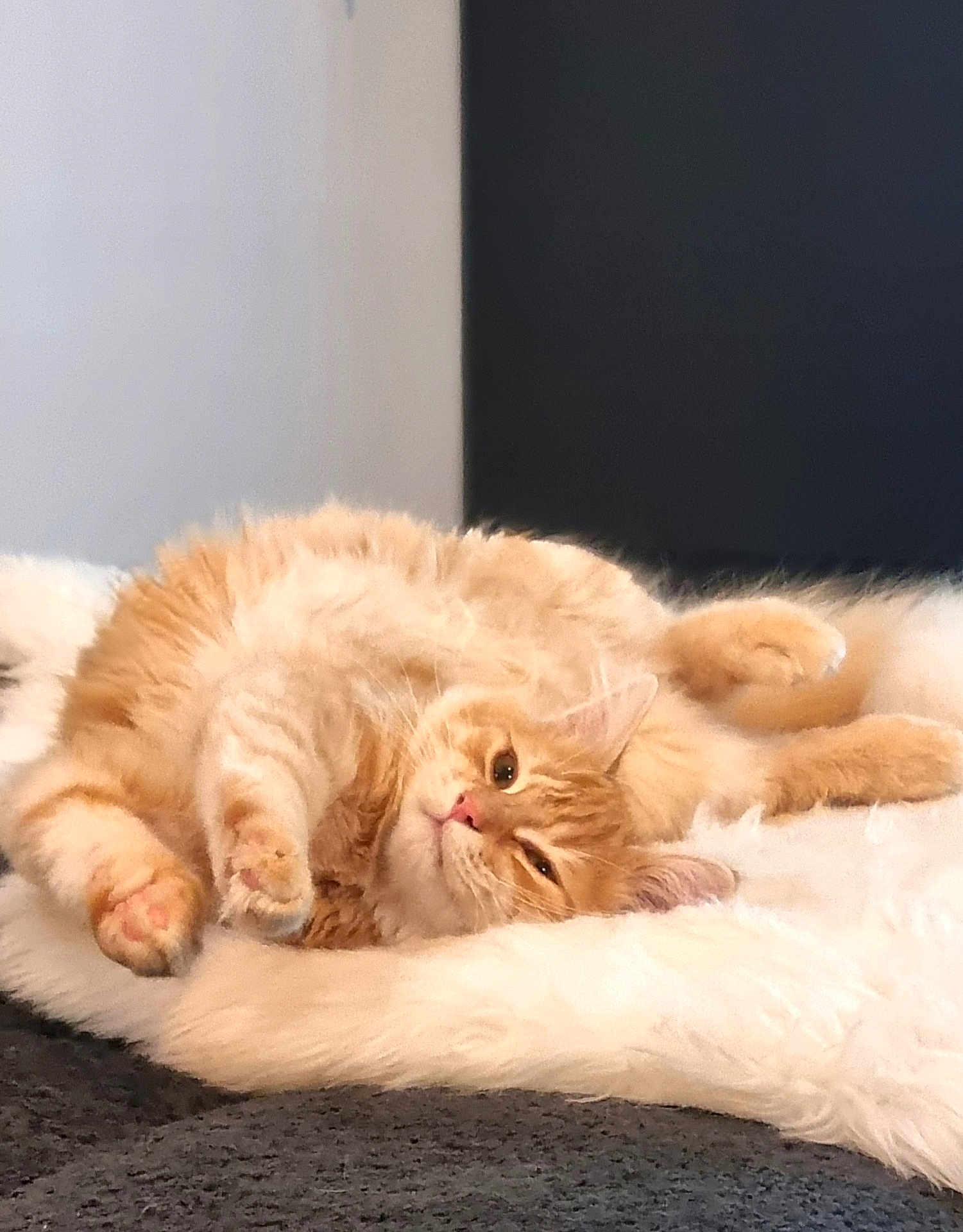 Affli participe au concours pour gagner de l'argent avec cette photo : cat, orange_cat, fluffy, pet, animal, indoor, relaxed, lying_down, fur, cute, whiskers, paws, cozy, blanket, soft, resting, mammal, sleepy, domestic_animal, feline