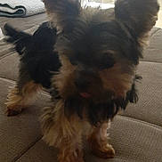 Venn participe au concours pour gagner de l'argent avec cette photo : dog, small_dog, indoor, couch, furniture, decor, lighting, pet, fluffy, animal, home, living_room, carpet, soft_light, toy, cute, fur, ears, standing, cozy