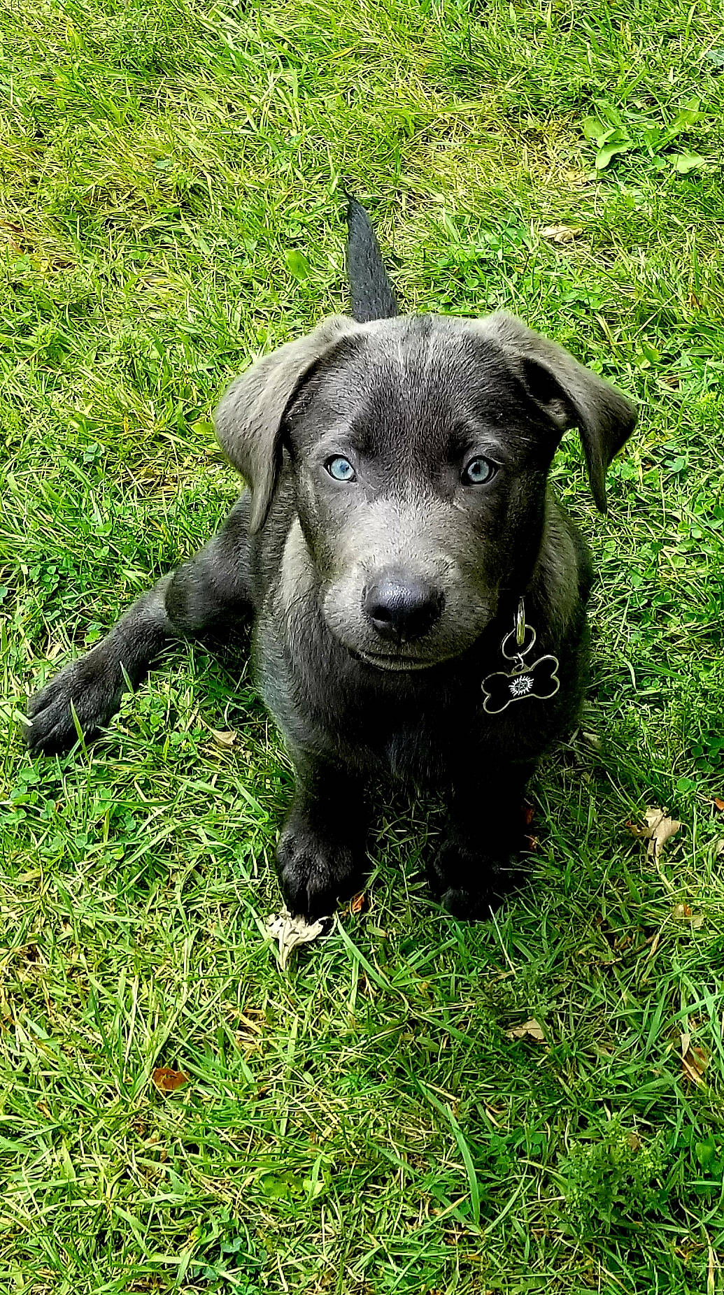 Gabriel is registered to the contest to win money with this photo: canidae, carnivore, companion_dog, dog, dog_breed, grass, labrador_retriever, mammal, patterdale_terrier, plant, puppy, rare_breed_dog, snout, sporting_group, terrier, vertebrate