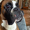 dog, boxer, pet, indoor, couch, close_up, brown, white, black, snout, face, animal, canine, furniture, wooden_floor, cabinet, home, domestic, portrait, seated
