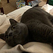 Princess is registered to the contest to win money with this photo: cat, gray_cat, feline, pet, indoor, blanket, cozy, closeup, face, fur, whiskers, home, carpet, wooden_table, furniture, relaxing, domestic, animal, resting, soft