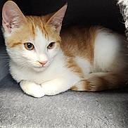 Ringo joined the competition — help win amazing prizes! cat, kitten, orange_and_white, curled_up, resting, indoor, soft_surface, cute, pet, animal, feline, young_cat, whiskers, ears, paws, fur, snug, cozy, cute_pet, relaxed