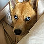 Volf participe au concours pour gagner de l'argent avec cette photo : animal, beige, blanket, blue_eyes, canine, close_up, cozy, cute, dog, ears, face, fur, indoors, looking, nose, pet, portrait, resting, snout, warm